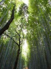 My husband is the Ki