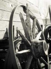 The first young mast